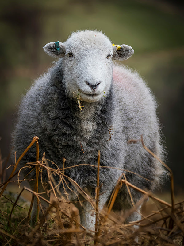 Photo of sheep looking at camera