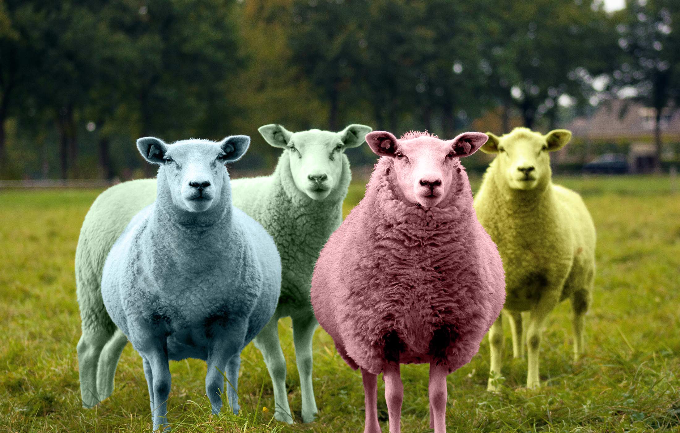 Jemsox Exhibiting at Spring Fair: British Wool Boot Socks with Heritage at Their Heart