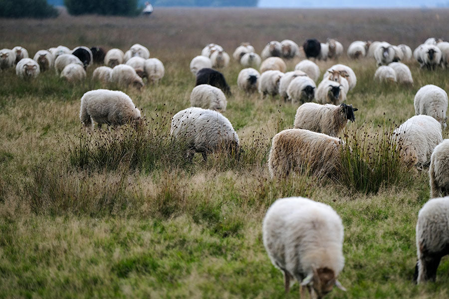 October is Wool Month and at Jemsox we're baa-rmy for British Wool